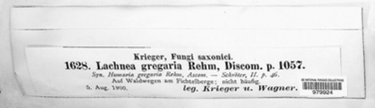 Trichophaea image